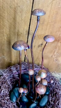 Image 5 of 🍄‍🟫 Magical Mushrooms 🍄‍🟫 