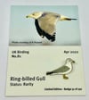Ring-billed Gull - No.81 UK Birding Pins - Enamel Pin Badge