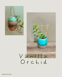 Image 1 of Vanilla Orchid
