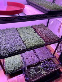 Image 2 of Blend of Organic Microgreens