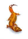 Bold Stripe High Contrast Tangerine (Tremper) B2-16.1