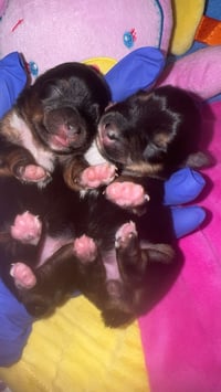 Image 1 of Mocha & Kash SMALL Traditional Yorkie Girl