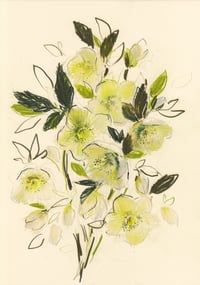 Hellebore study no. 6