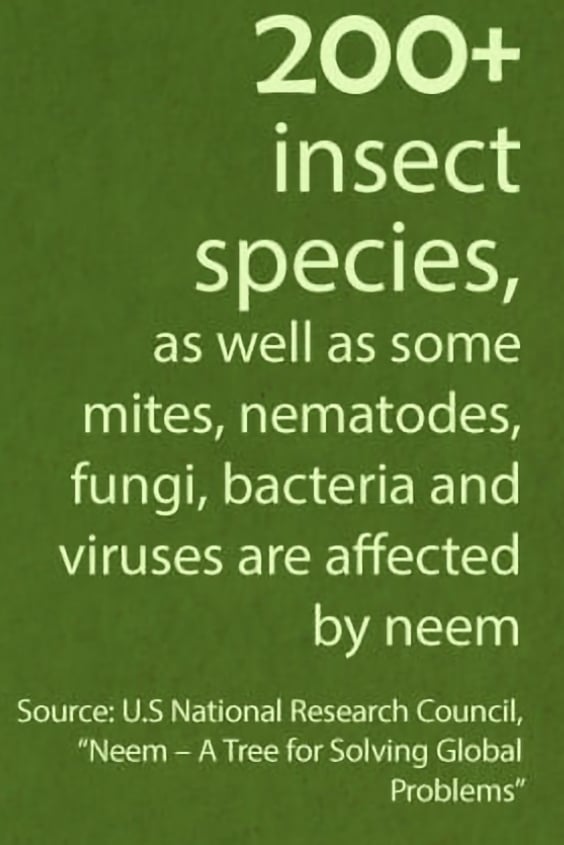 NEEMLY YOURS! Powder/Leaves/Teabags. Diabetes-Fungi-Viruses-Parasites-Allergies-Infections.