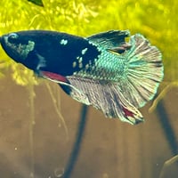 Image of Avatar Gold Red Vampire HMPK Male