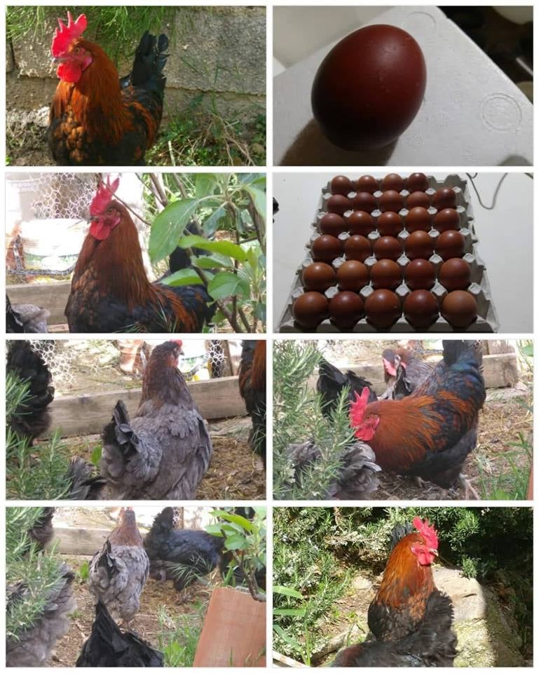 Image of Uova Marans