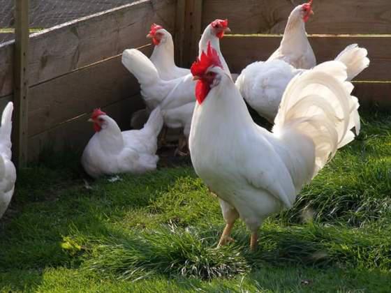 Image of Uova Livornese bianca