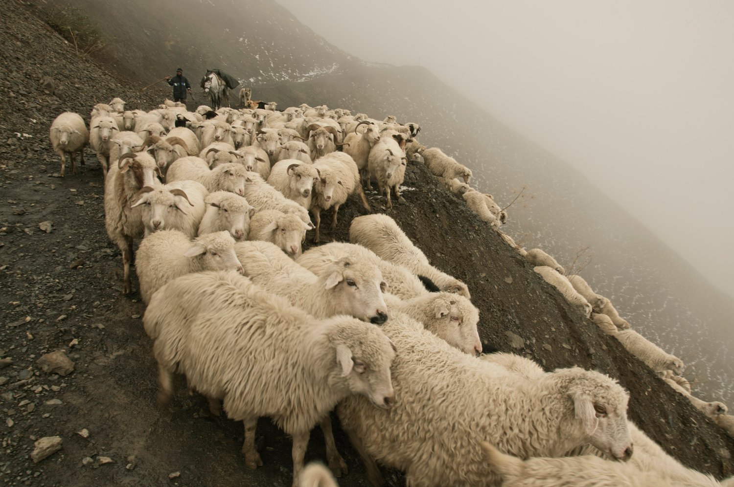 Image of Sheep. Natia Rekhviashvili. Limited Edition print