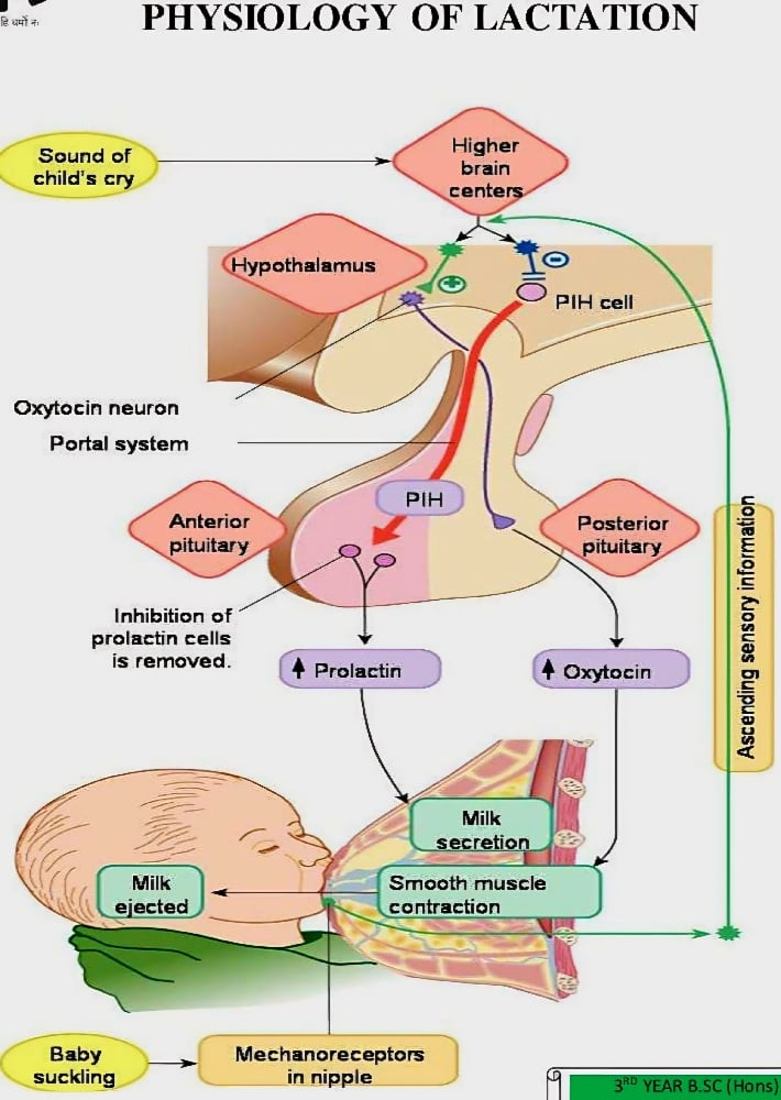 BLOAT NO MORE! Fennel Seed Powder/Teabags. Phlegm-Gas-IBS-Memory-GERD-Chemo-Menopause-Lactation
