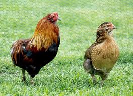 Image of Uova Araucana