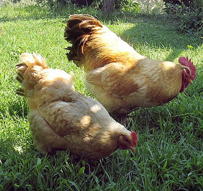 Image of Uova robusta lionata