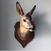 Taxidermy Roe Deer