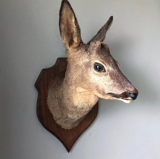 Taxidermy Roe Deer