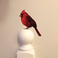 Image 1 of Wolsey Cardinal ~ Removable Wall sticker