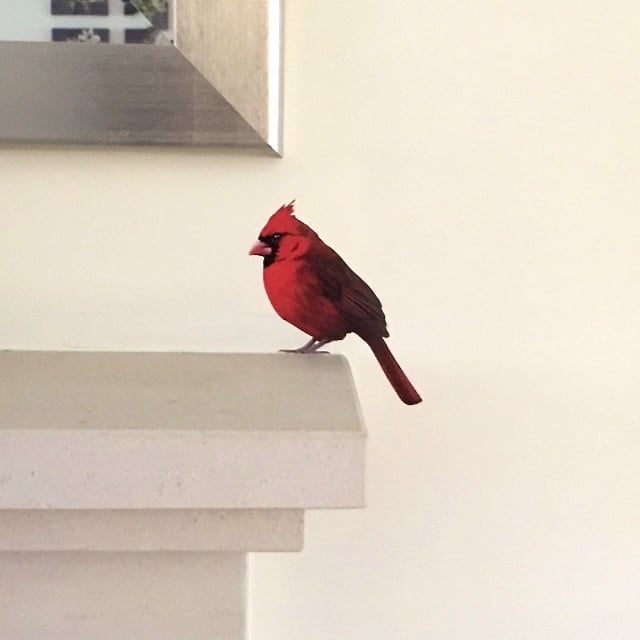 Image of Wolsey Cardinal ~ Removable Wall sticker