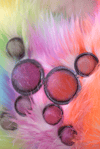Arachnid Sorbet 001