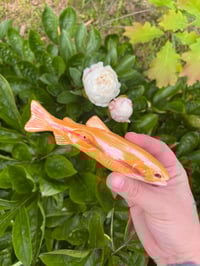 Image 2 of Palomino Trout