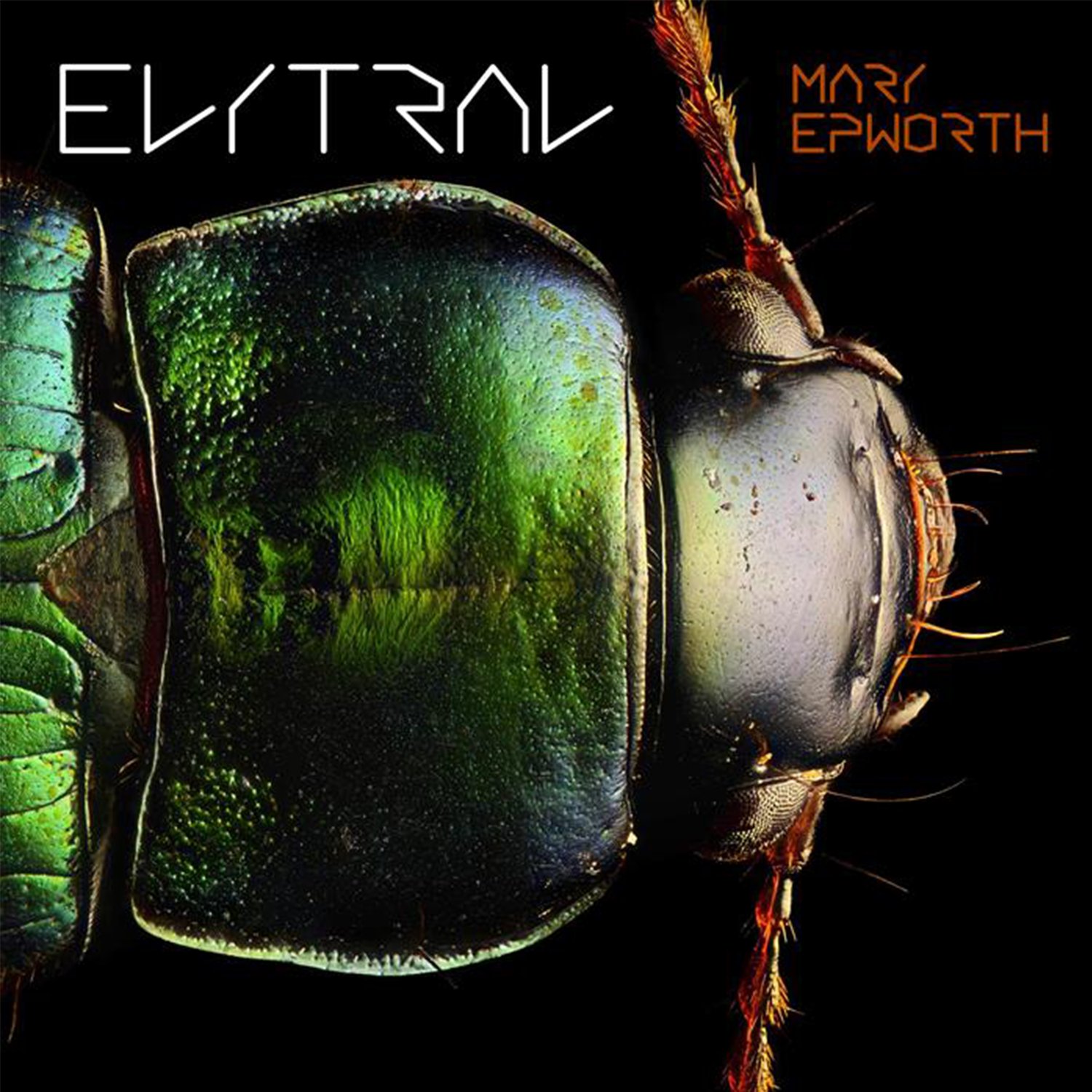 Image of Mary Epworth - Elytral