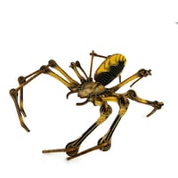 Image 5 of JCR ARTHROPODA : SPIDER