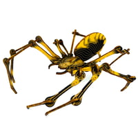 Image 1 of JCR ARTHROPODA : SPIDER