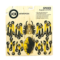 Image 2 of JCR ARTHROPODA : SPIDER