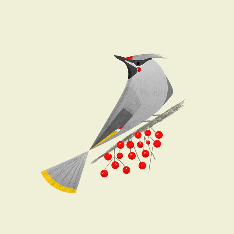 Image of Waxwing Print