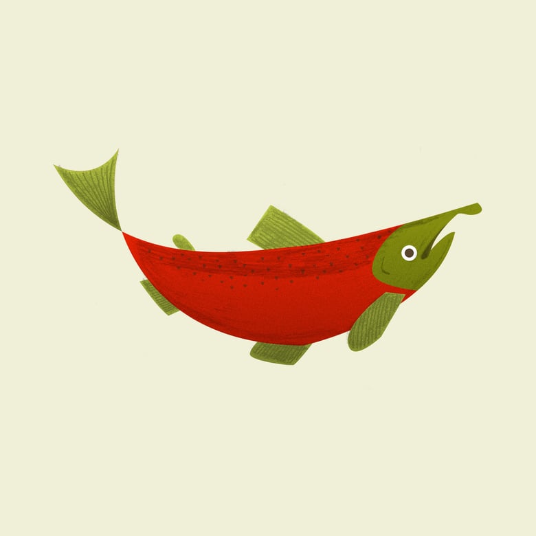 Image of Salmon Print