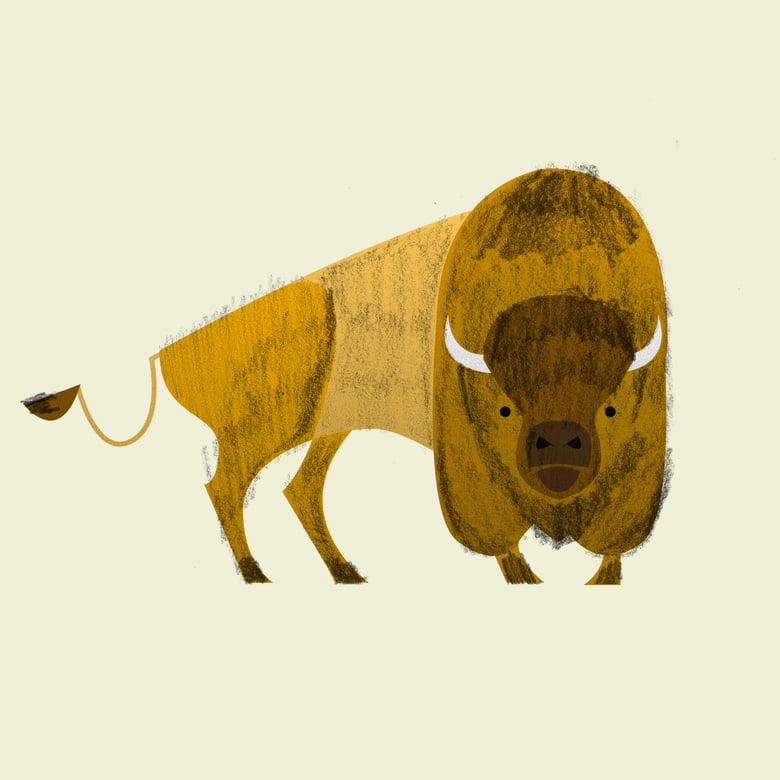 Image of Bison Print