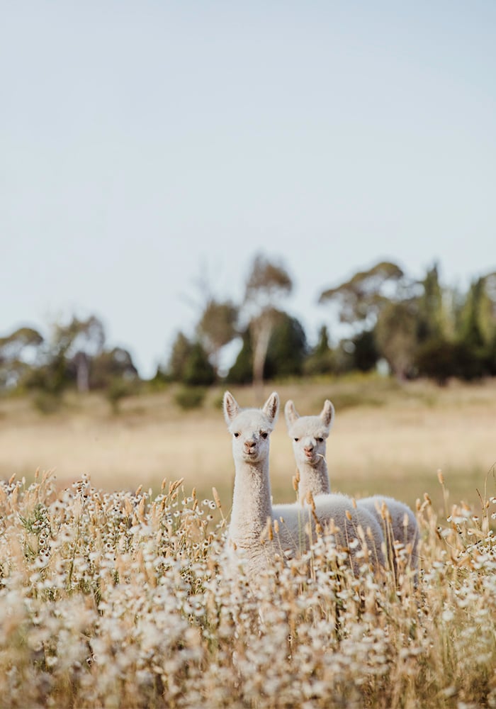 Image of ELENA AND PEPE
