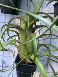 Image 2 of Aechmea recurvata