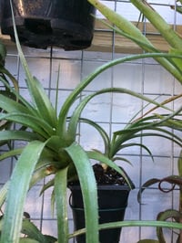 Image 4 of Aechmea recurvata