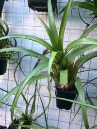 Image 5 of Aechmea recurvata