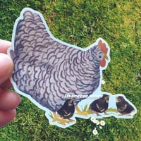 Plymouth Rock chicken | vinyl sticker
