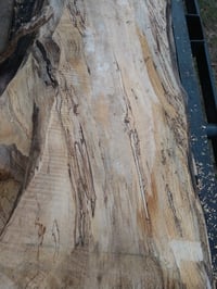 Image 5 of (Florida Red) Maple