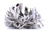 White Sage