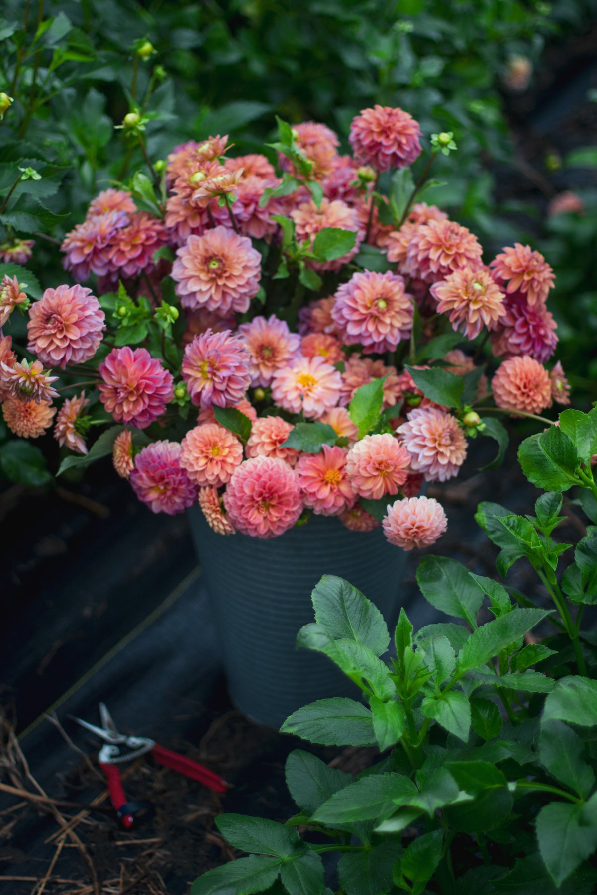 BACKYARD BOUQUETS Learn to Grow Your Own! Love 'n Fresh Flowers
