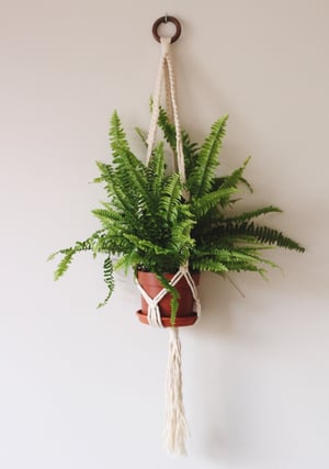 Image of Square Knot Plant Hanger