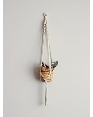 Image of Spiral Plant Hanger