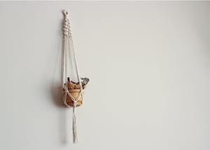Image of Spiral Plant Hanger