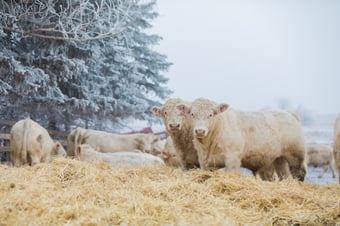 Image of SOLD OUT Beginners Camera Class at the Farm February 10th