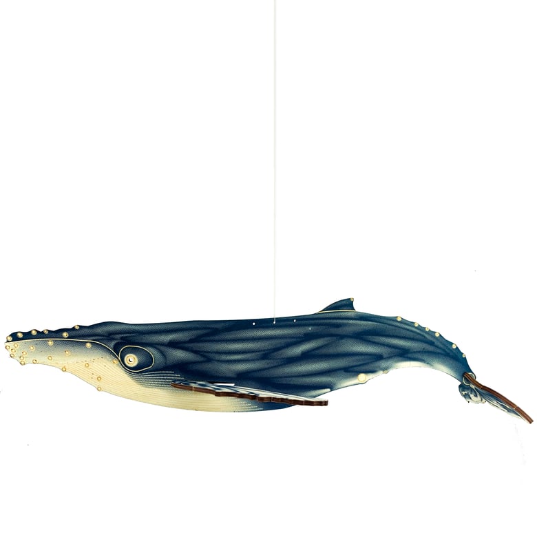Image of JCR WHALES : HUMPBACK WHALE