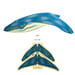 Image of JCR WHALES : BLUE WHALE