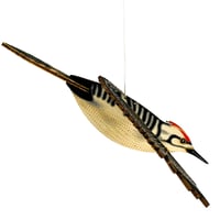 Image 4 of JCR BIRDS : WOODPECKER