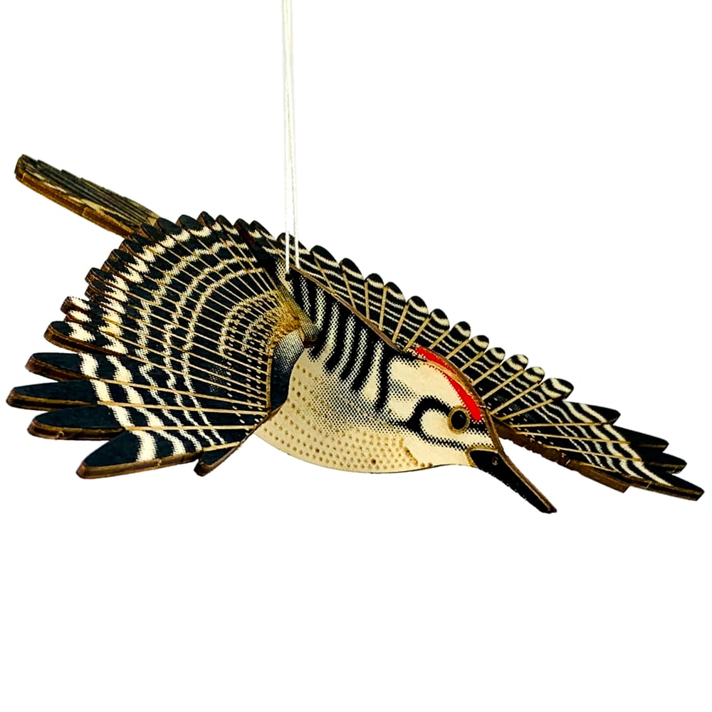 Image of JCR BIRDS : WOODPECKER