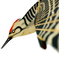 Image 5 of JCR BIRDS : WOODPECKER