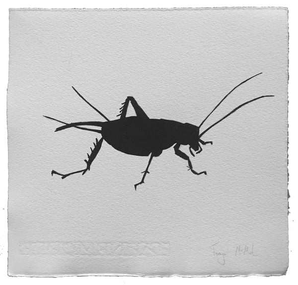 Image of Field Cricket - Signed pen and Ink Drawing 
