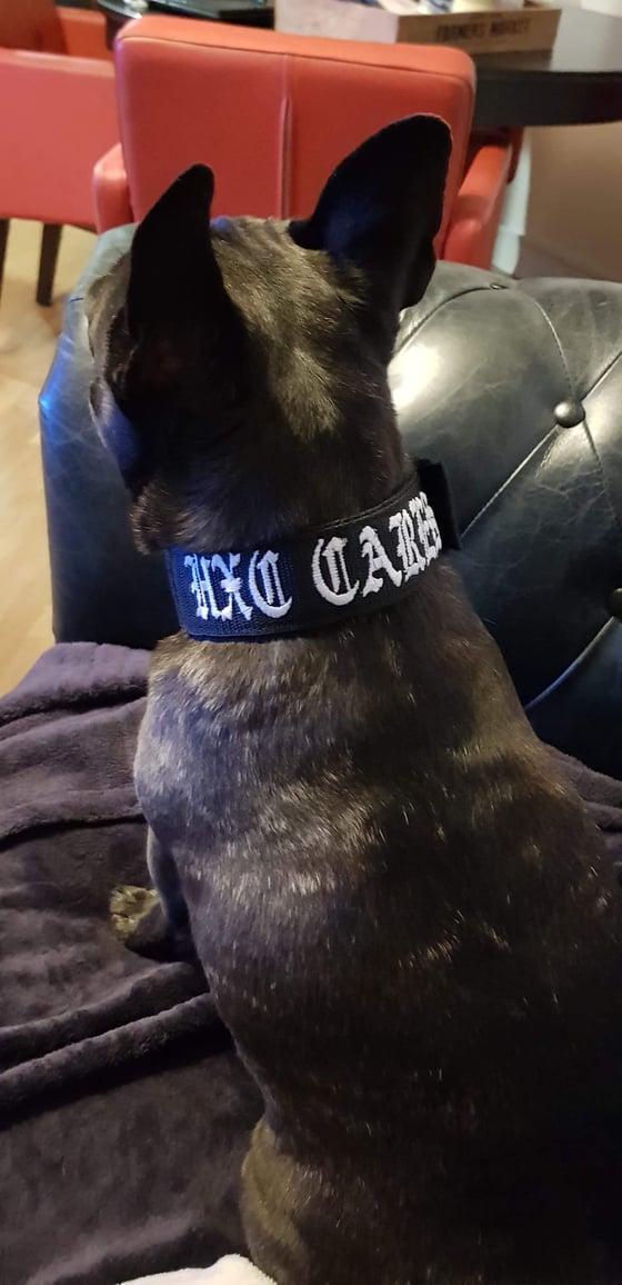 Image of COLLIER CHIEN BRODE "HXC CARES"