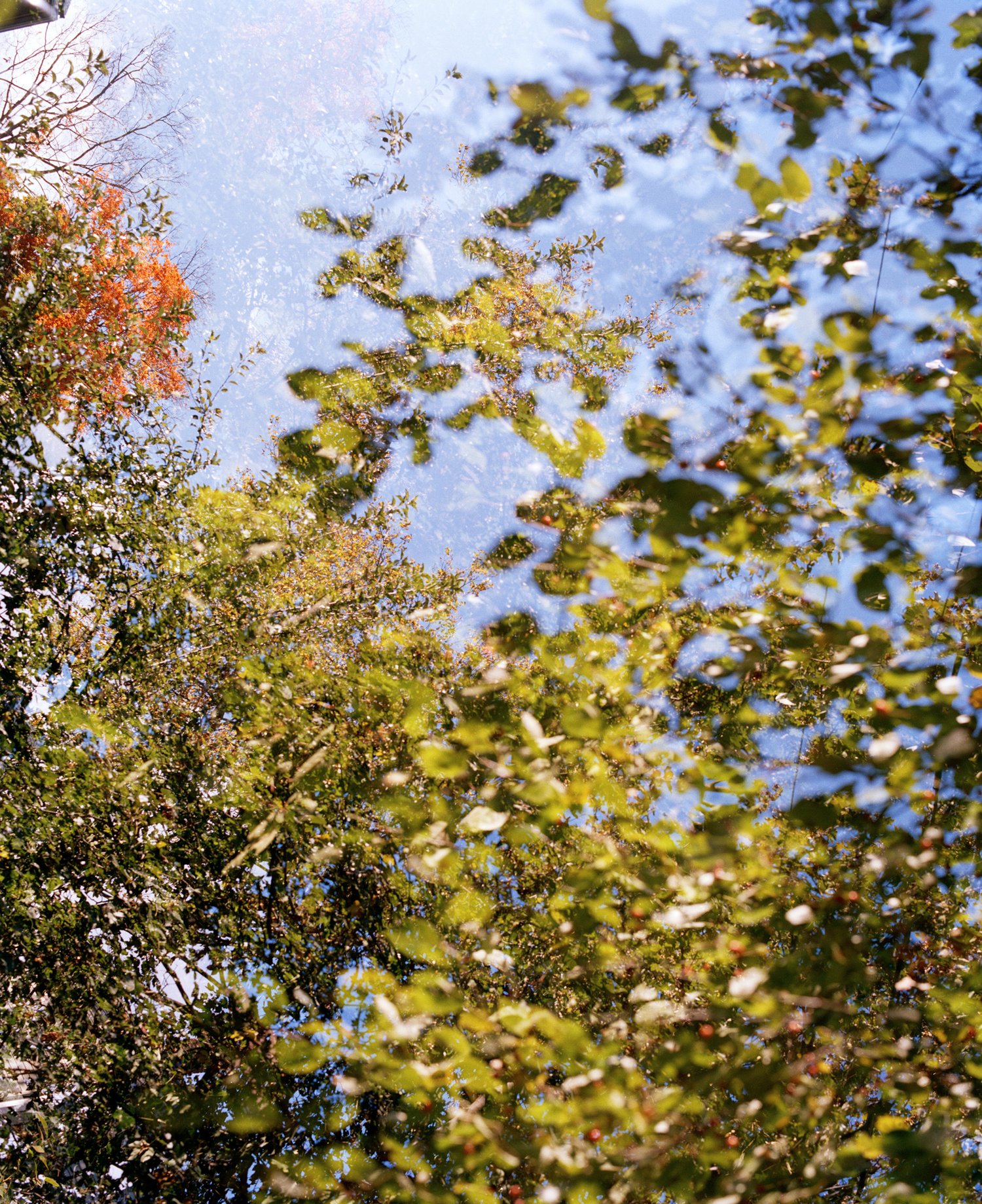 Image of Leafy Sky