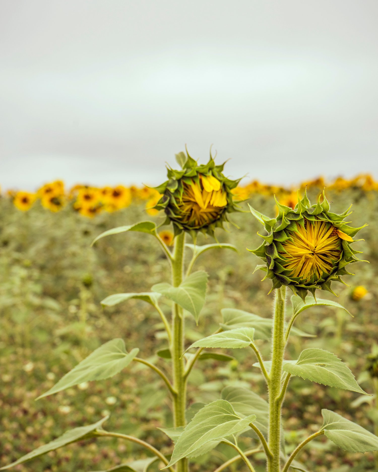 Image of Sunflower