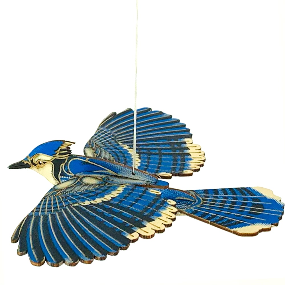 JCR BIRDS : BLUE JAY JCR WORKSHOP 